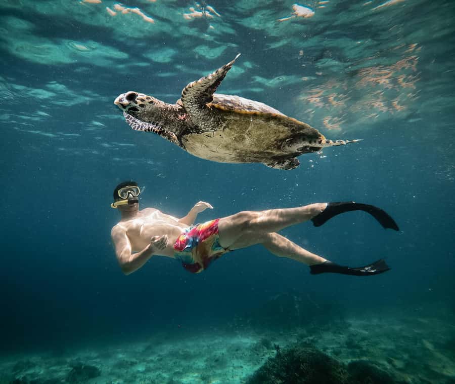 From Gili Air: Snorkeling with Turtles & Underwater Statue - Why this Gili Air turtle and statue snorkel is such good value