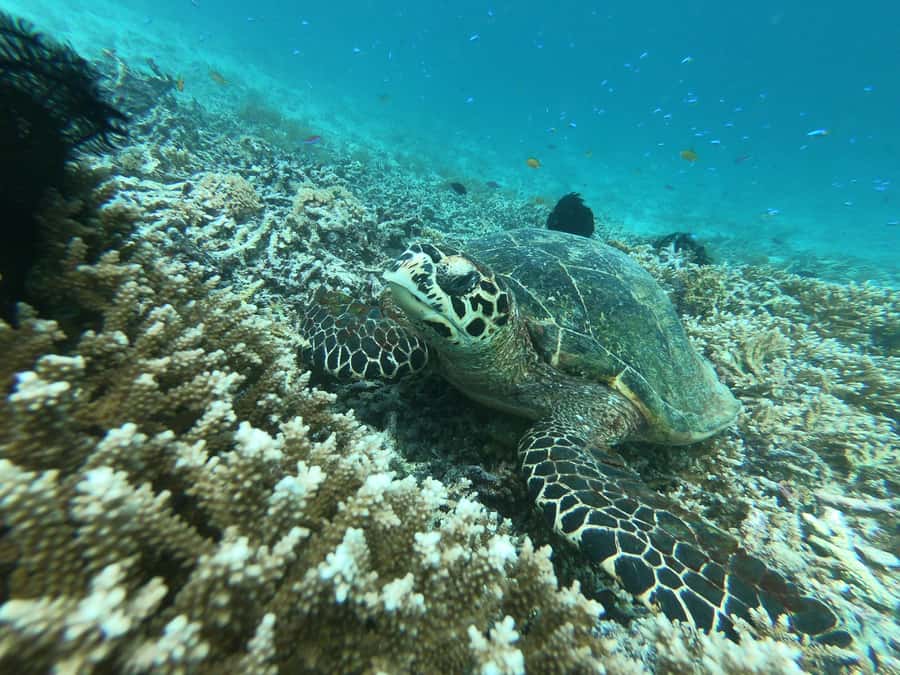 From Gili Air/Trawangan: Glass-Bottom Boat with Snorkeling - Glass-Bottom Snorkeling That Hits Both Turtles and Coral
