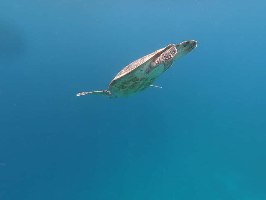 From Gili Air/Trawangan: Glass-Bottom Boat with Snorkeling - Gili Meno Break: Rest First, Then Food If You Want It