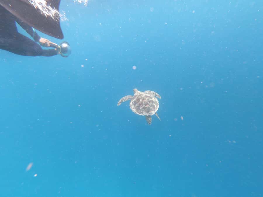 From Gili Air/Trawangan: Glass-Bottom Boat with Snorkeling - Coral Garden and Underwater Statues: Best Place for Close-Up Fishes