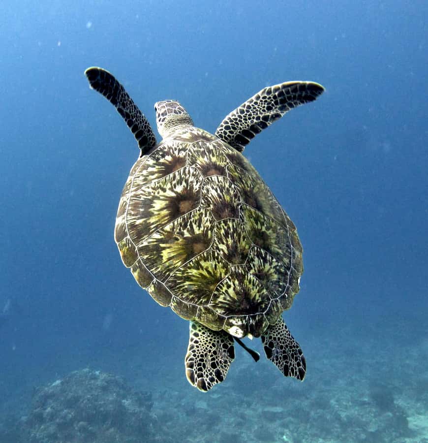From Gili Air/Trawangan: Glass-Bottom Boat with Snorkeling - Bongkas Reef: Surfers Paradise Meets Reef Snorkeling