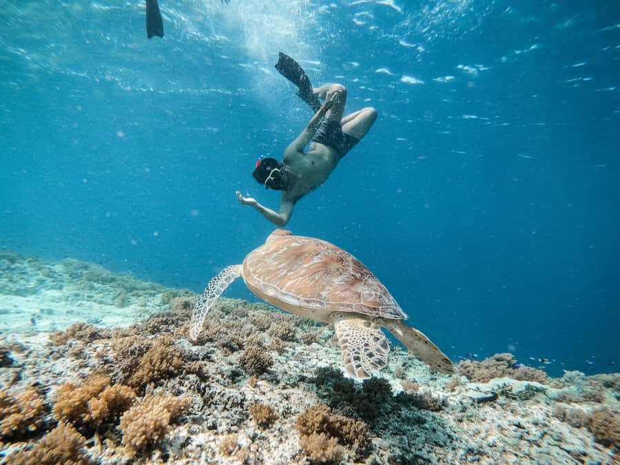From Gili Meno: Private Snorkeling with Turtle & Statue - Gili Trawangan Snorkeling and the Optional Gili Air Break