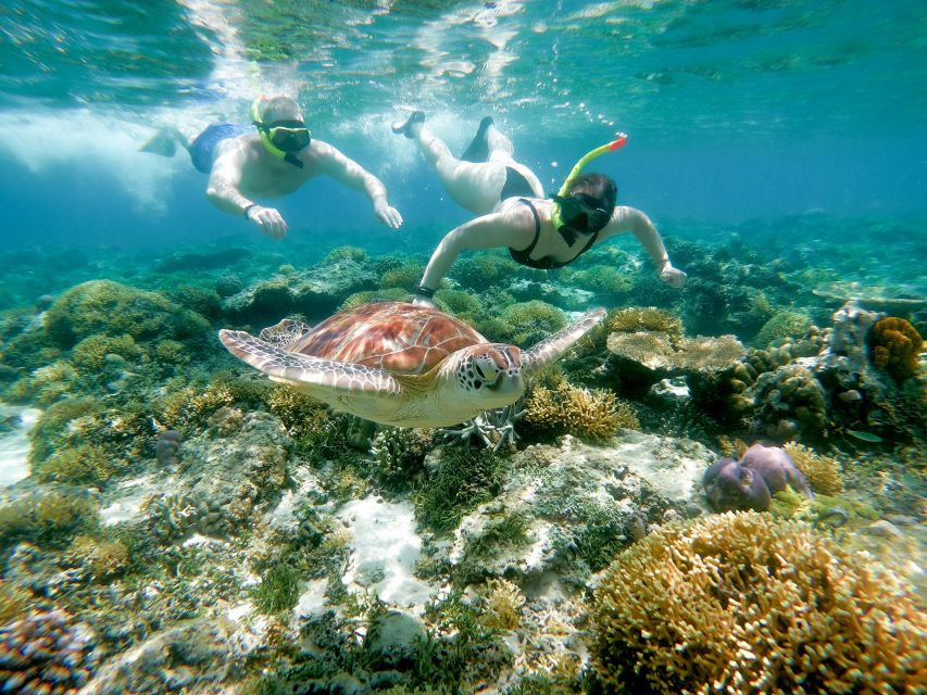 From Gili Meno: Private Snorkeling with Turtle & Statue - Wildlife Protection Rules and Common-Sense Safety