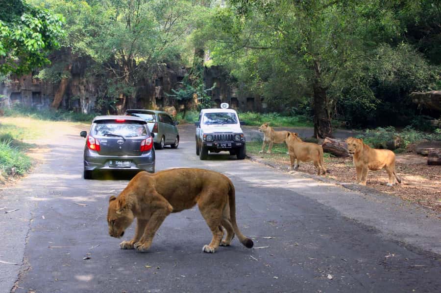 From Jakarta: Private Taman Safari Day Tour - Key Things That Make This Tour Worth Your Day