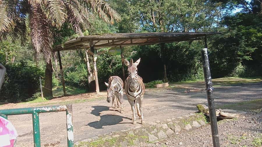 From Jakarta: Private Taman Safari Day Tour - FAQ