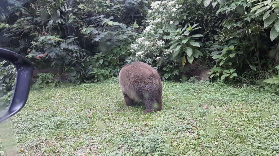 From Jakarta: Private Taman Safari Day Tour - Getting Out of Jakarta: Private Pickup to Bogor Without the Headache