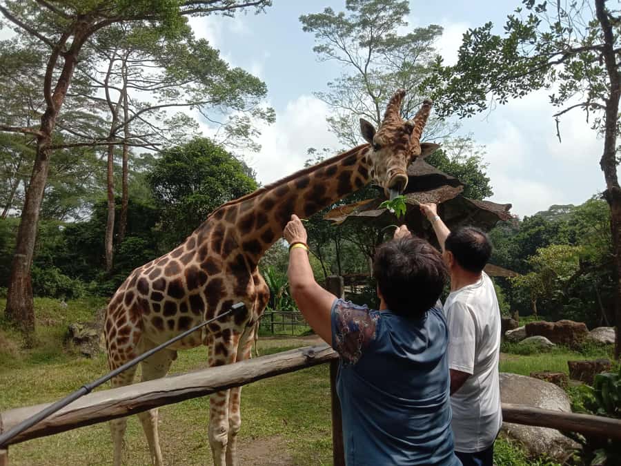 From Jakarta: Private Taman Safari Day Tour - Who This Tour Fits Best (And Who Might Want Another Plan)
