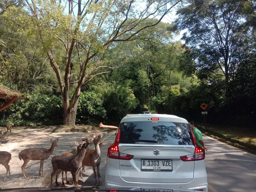 From Jakarta: Private Taman Safari Day Tour - Should You Book This Private Taman Safari Day Tour?