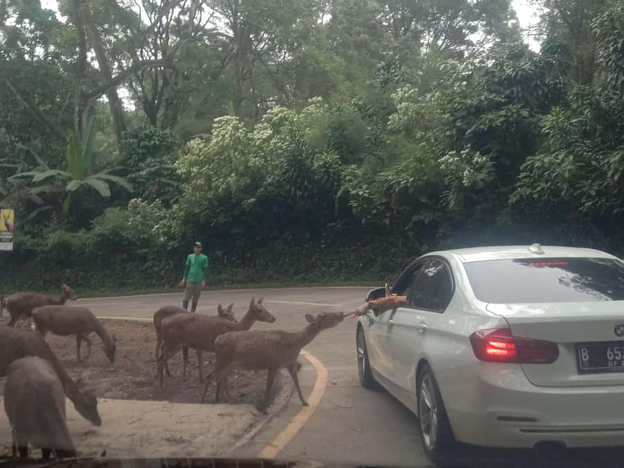 From Jakarta: Private Taman Safari Day Tour - The Taman Safari Car Safari: Lions, Elephants, Giraffes Up Close