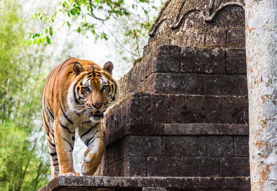 From Jakarta: Safari Park, Tea Plantation & Jaksa Waterfall - Key things to notice before you go