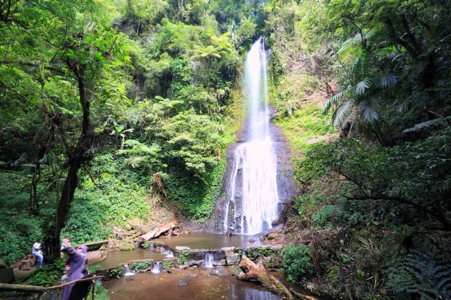 From Jakarta: Safari Park, Tea Plantation & Jaksa Waterfall - Puncak tea plantations: photos are great, but the process is the real value
