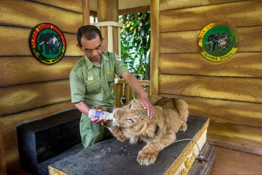 From Jakarta: Safari Park, Tea Plantation & Jaksa Waterfall - Should you book Safari Park, Tea Plantation & Jaksa Waterfall?