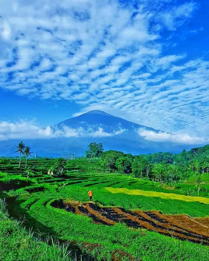 From Jakarta : Volcano, Tea & Rice Fields, Hot Spring - How This Private Day Trip Works From Jakarta