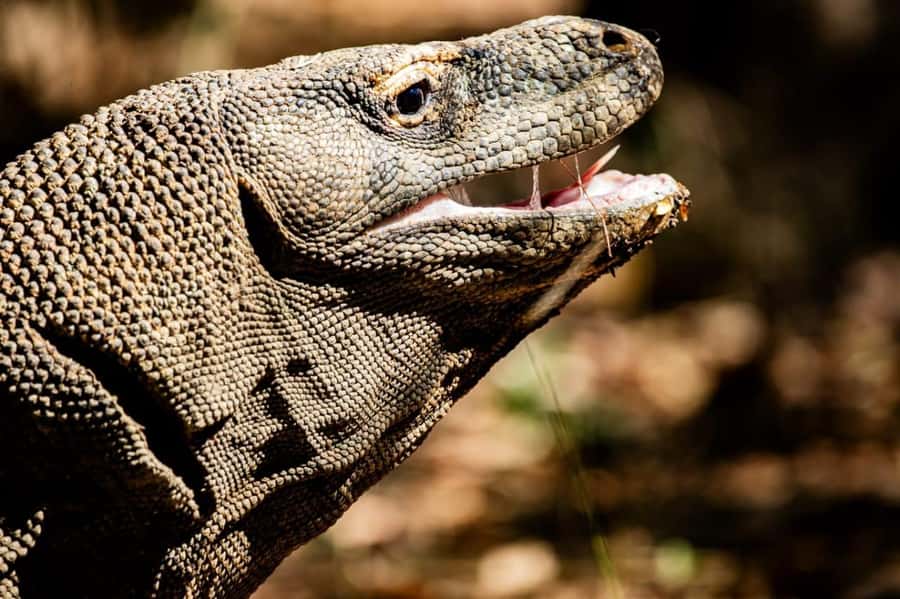 From Labuan Bajo Explore komodo island & Snorkeling - A 10-hour best-of Komodo day from Labuan Bajo
