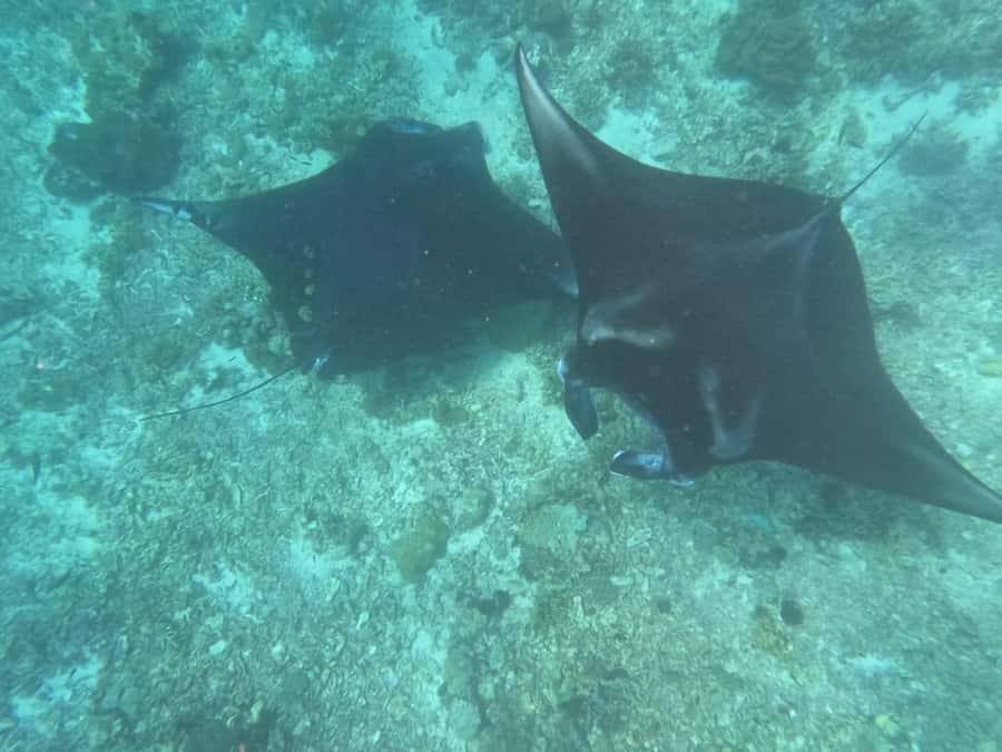From Labuan Bajo Explore komodo island & Snorkeling - What the $109 price includes, and what to budget extra