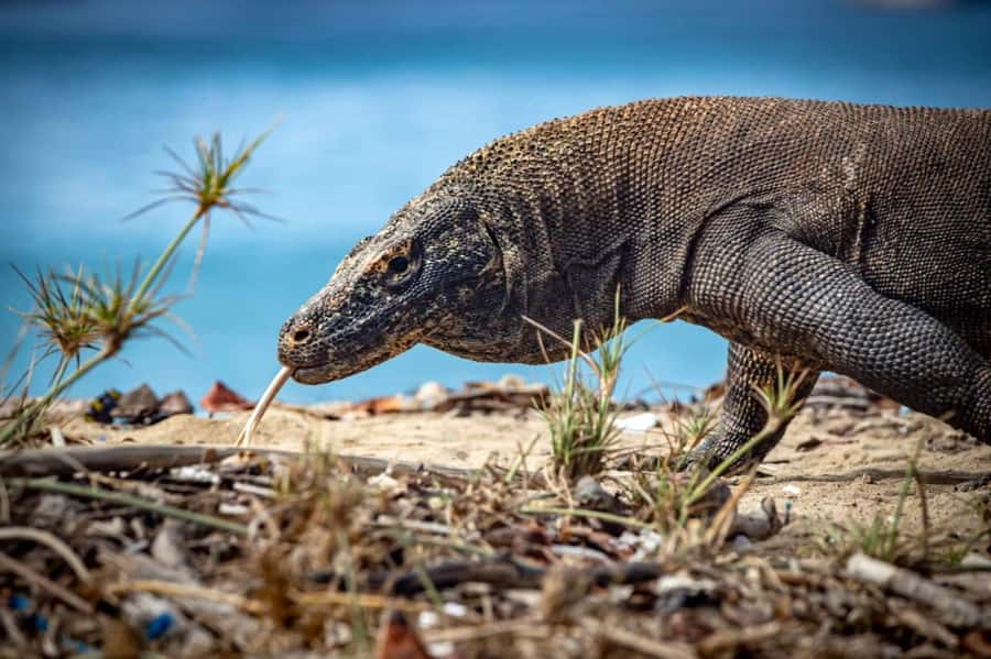 From Labuan Bajo Explore komodo island & Snorkeling - Padar Island soft tracking: the view you hike for