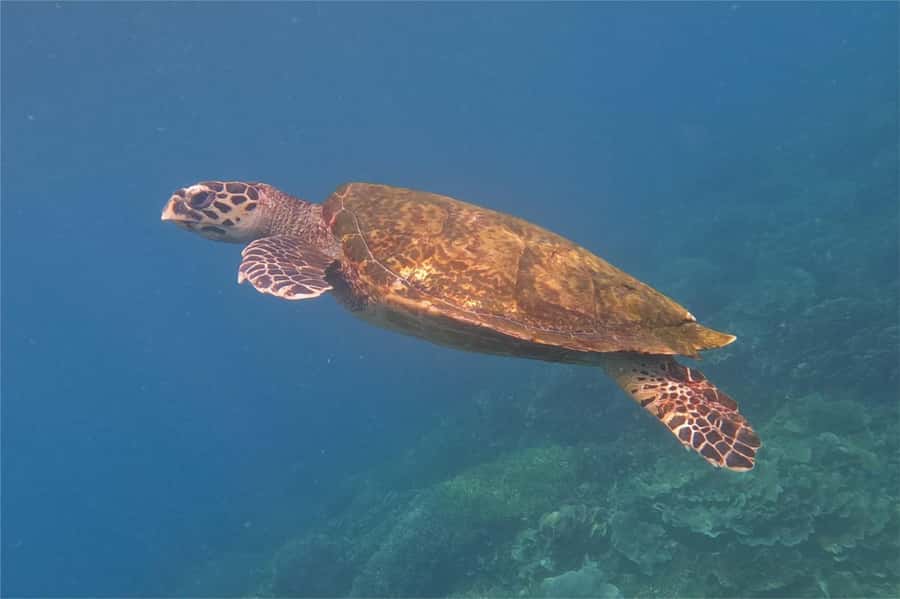 From Labuan Bajo: Komodo Dragons and Island Hop with All Fee - Pink Beach: Warm Water, Sand Time, and a Photo-Ready Coastline