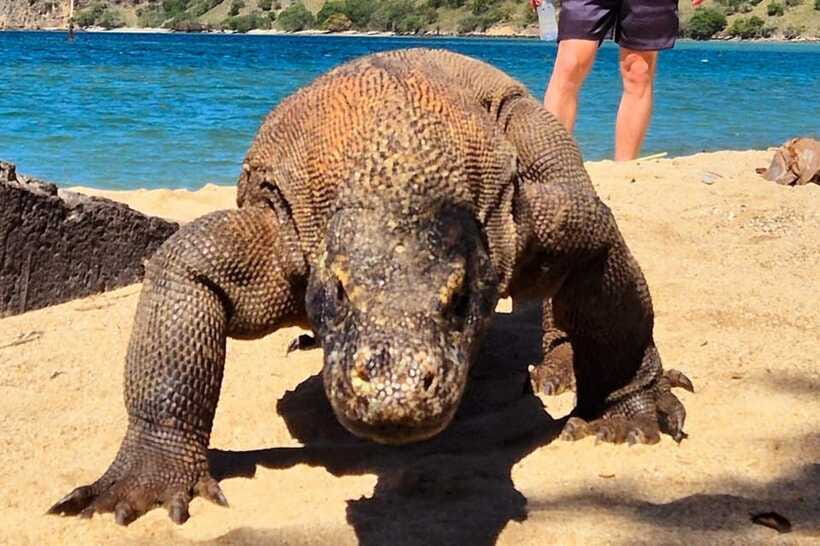 From Labuan Bajo: Komodo Dragons and Island Hop with All Fee - Komodo Island Dragon Time: What Close Encounters Really Mean