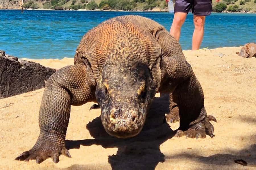 From Labuan Bajo: Komodo Dragons and Island Hop with All Fee - Padar Island Trek and Those Big Viewpoint Angles