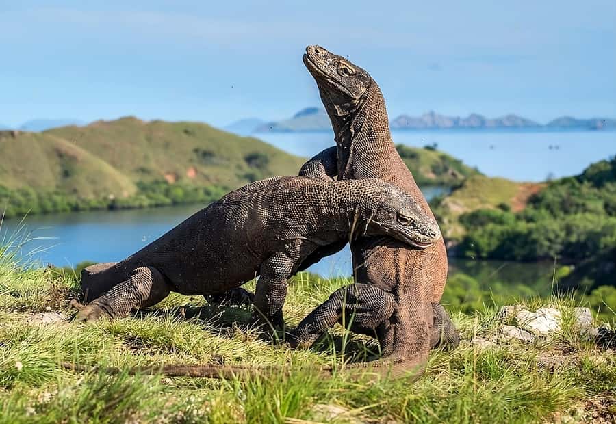 From Labuan Bajo: Komodo Island Day Tour with Snorkeling - Padar Island: the hike with the best payoff