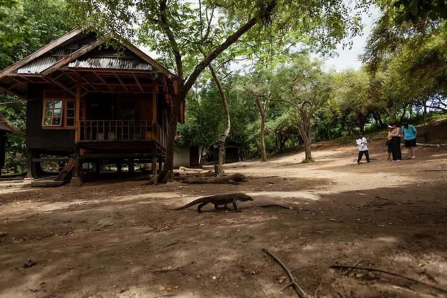 From Labuan Bajo: Komodo Island Day Tour with Snorkeling - Pink Beach: swimming time and a quick beach reset