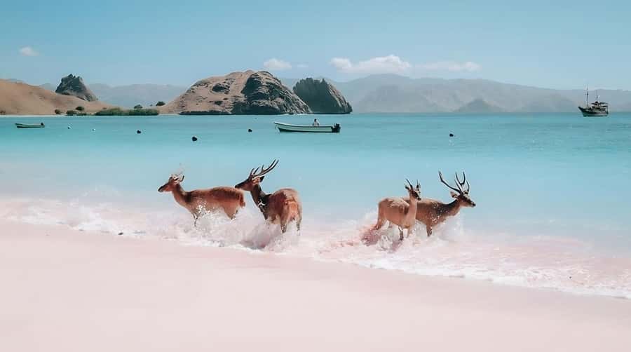 From Labuan Bajo: Komodo Island Day Tour with Snorkeling - Timing and pacing: what a 10-hour day feels like