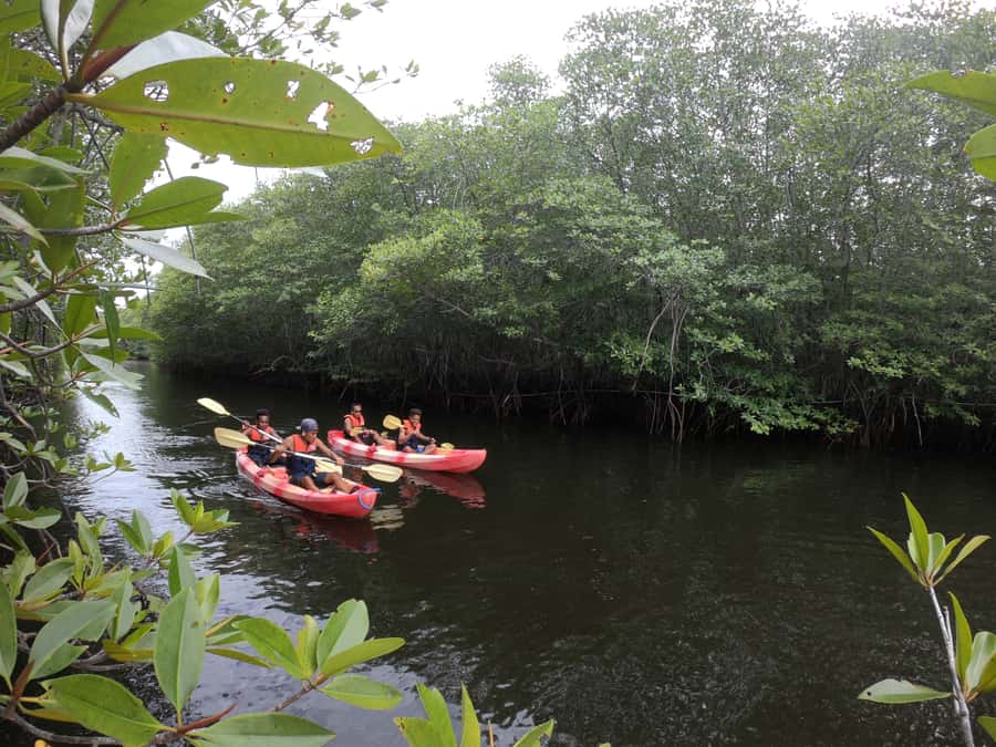 From Lembongan: Kayak/Paddleboard/Boat Mangrove Tour - What Happens at Mangrove Point During Your One-Hour Paddle