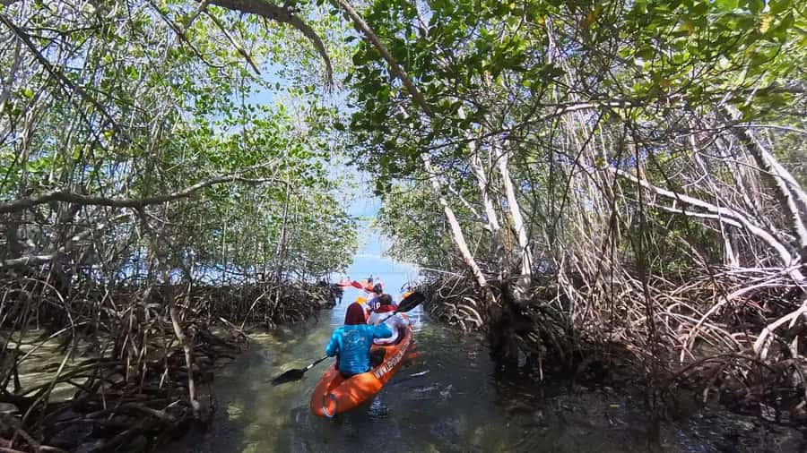 From Lembongan: Kayak/Paddleboard/Boat Mangrove Tour - The Pace, the Quiet, and Why the Mangroves Feel Different