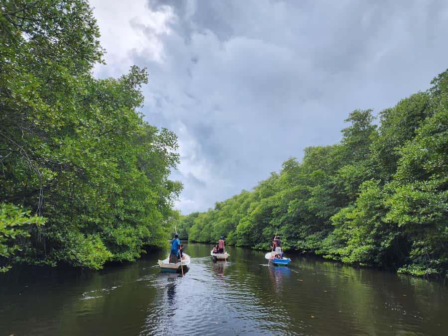 From Lembongan: Kayak/Paddleboard/Boat Mangrove Tour - Guided Wildlife Spotting, and the English-Speaking Factor