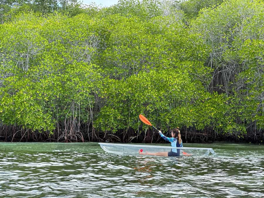 From Lembongan: Kayak/Paddleboard/Boat Mangrove Tour - Choosing Your Watercraft: Kayak, Paddleboard, Transparent Kayak, Transparent Boat