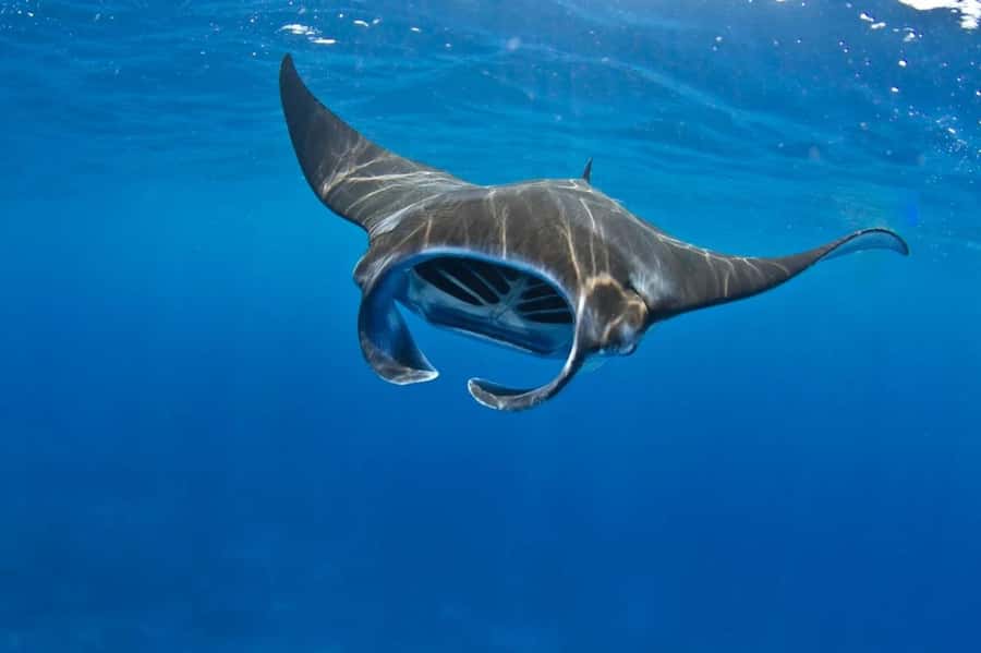 From Lembongan: Manta Point Snorkeling & West Penida Tour - Key highlights that make this day feel worth it