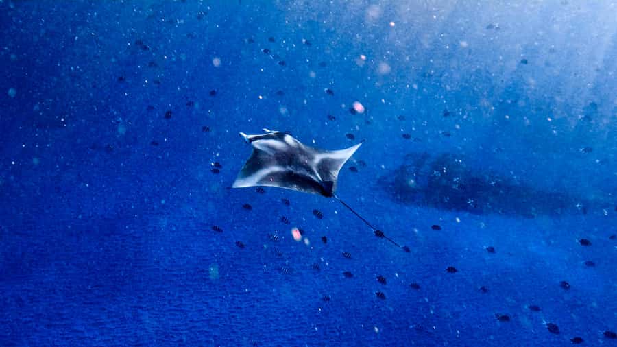 From Lembongan: Manta Point Snorkeling & West Penida Tour - Why Manta Point from Lembongan is such a strong value move