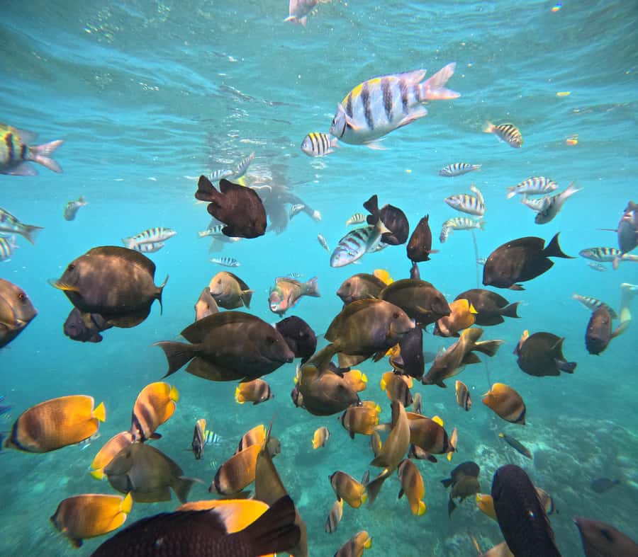 From Lembongan: Nusa Penida Private Snorkeling & West Tour - Key highlights at a glance