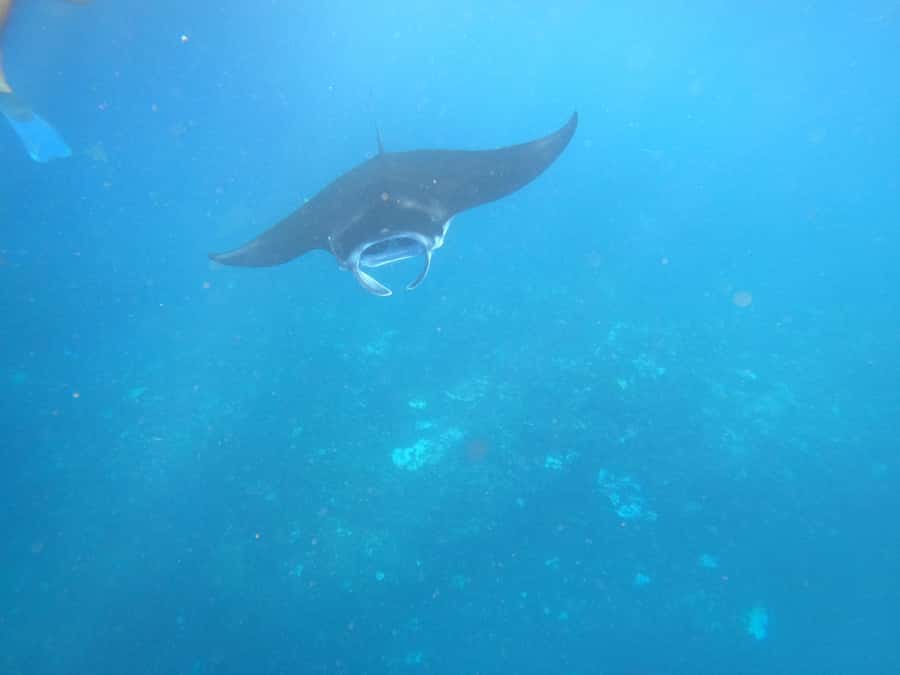 From Lembongan: Nusa Penida Private Snorkeling & West Tour - Lunch break and timing: how to avoid feeling wrecked