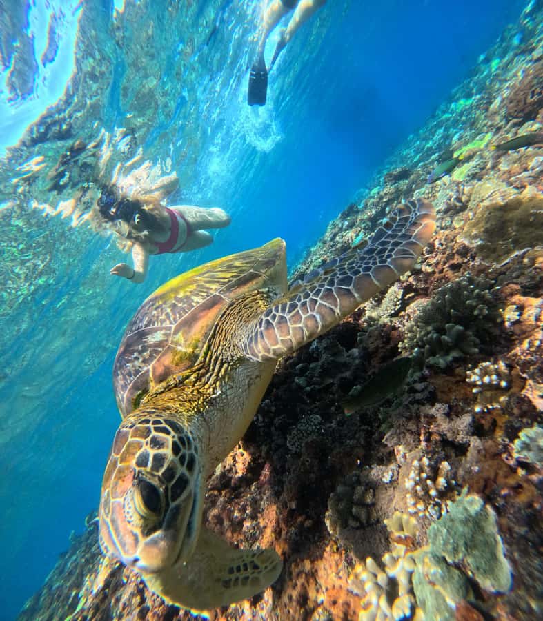 From Lembongan: Nusa Penida Private Snorkeling & West Tour - Price and value: what you’re paying for (and what you still might pay)