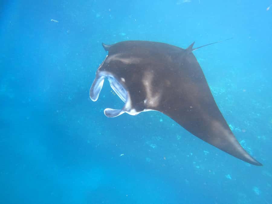 From Lembongan: Nusa Penida Private Snorkeling & West Tour - Comfort and safety checklist before you go