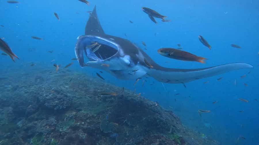 From Lembongan: Nusa Penida Private Snorkeling & West Tour - What snorkeling feels like here, and what you should realistically expect