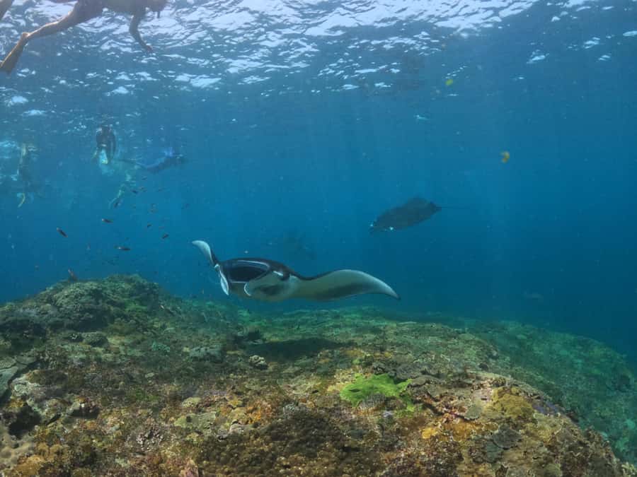 From Lembongan: Nusa Penida Snorkeling Day Trip - Mesari Lunch and the Mangrove Tour Options That Change the Day