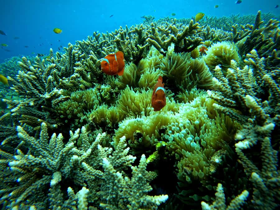 From Lembongan: Nusa Penida Snorkeling Day Trip - What the Boat Trip Feels Like, Gear, and Photo Extras