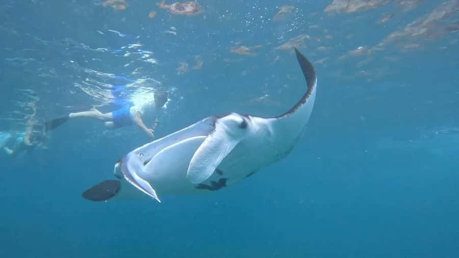 From Lembongan: Snorkeling 3 Spots, Mangrove and Land Tour - Getting the Best Underwater Photos: Ask Before You Hit the Water