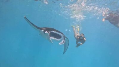 From Lembongan: Snorkeling 3 Spots, Mangrove and Land Tour