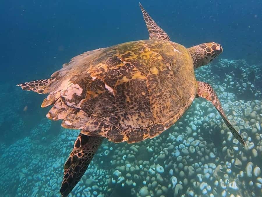 From Lombok: Full-Day Gili Gede, Rengit, & Layar Island Tour - Gili Layar: clear sea, colorful fish, and long beach time