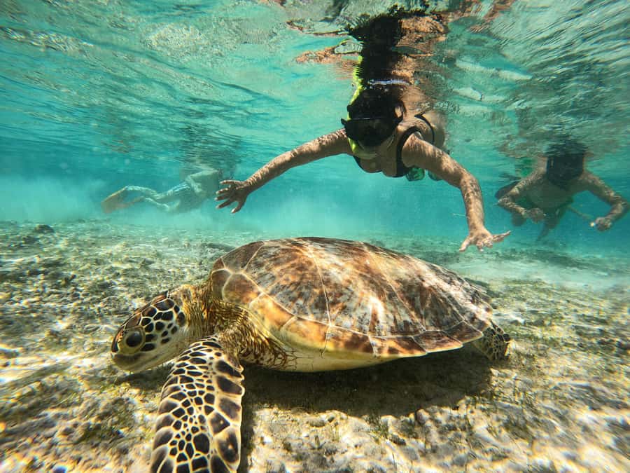 From Lombok: Gili Islands Snorkeling Day Trip - Nipah Beach meeting point and the ride you can actually enjoy