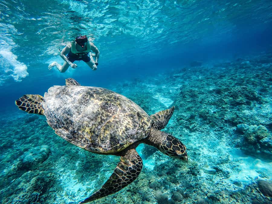 From Lombok: Gili Islands Snorkeling Day Trip - Gili Meno: underwater sculptures, lunch views, and calmer water time