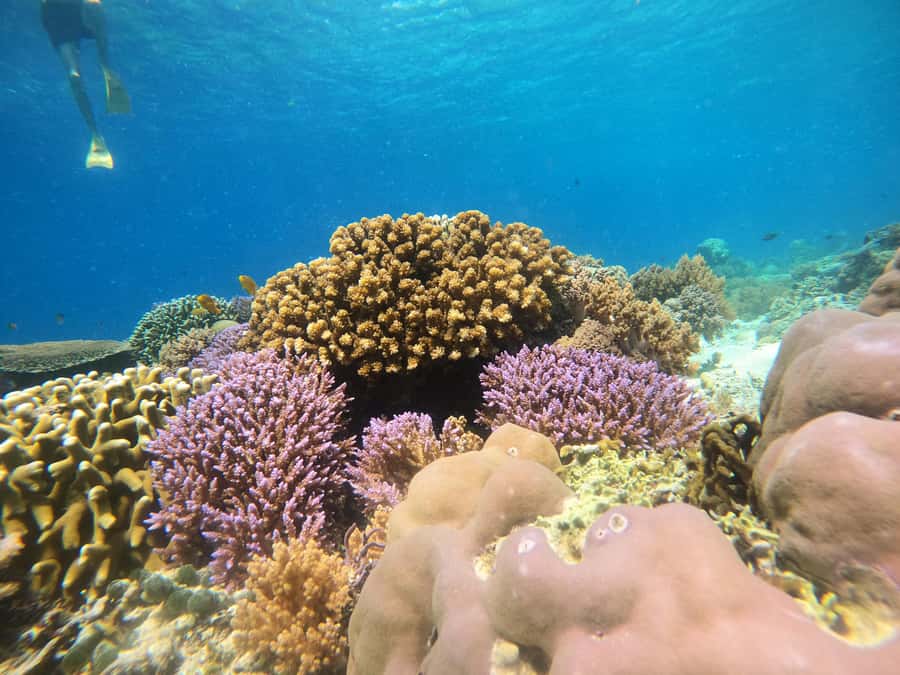 From Lombok: Gili Islands Snorkeling Day Trip - Who should book this 3-Gili snorkeling day trip