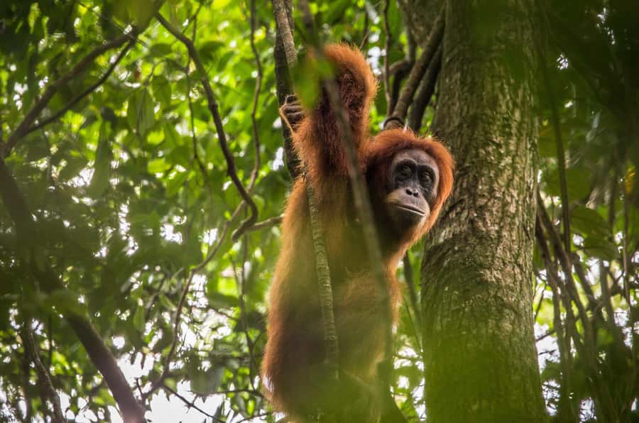 From Medan: Mount Leuser National Park Orang Utan Trip - Key things to know before you go