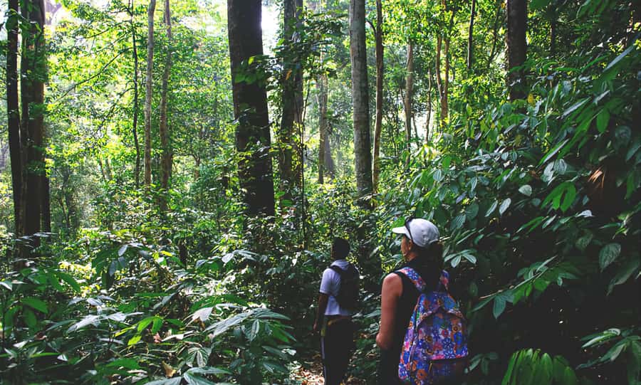 From Medan: Mount Leuser National Park Orang Utan Trip - From Medan to Bukit Lawang, with Sumatra Highway time built in