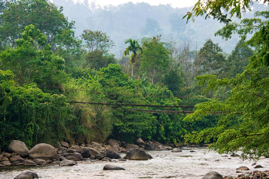 From Medan: Mount Leuser National Park Orang Utan Trip - Price and value at $76: what you really pay for