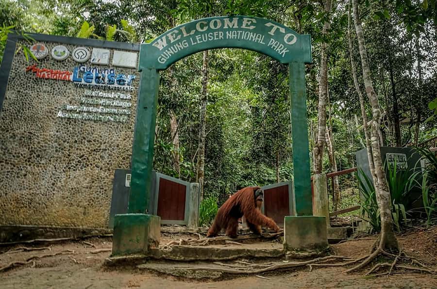 From Medan: Mount Leuser National Park Orang Utan Trip - Rain, mud, and comfort: what to pack for a rainforest day