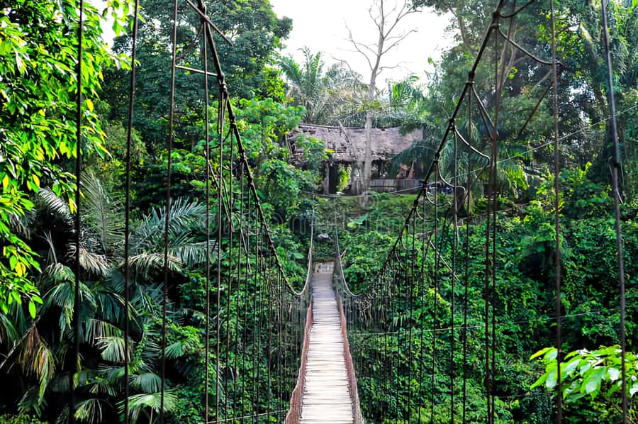 From Medan: Mount Leuser National Park Orang Utan Trip - Who should book, and who should skip this orangutan trip